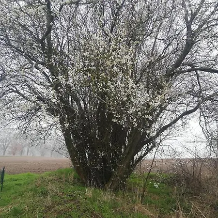 度假居 Strandhaus *